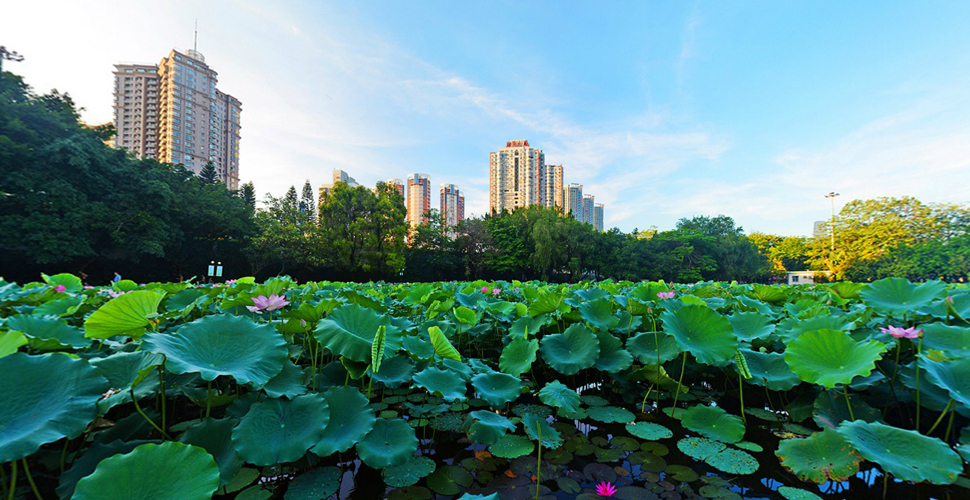 深圳洪湖公园荷花文化节全景漫游